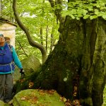 Osservando un grande faggio...